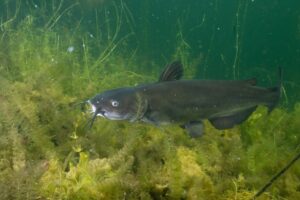 A channel catfish swimming in its natural habitat. 