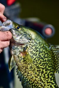 A close-up view of a crappie