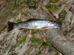 A small brook trout sitting on the rocks. 