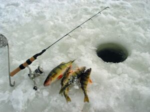 Three yellow perch lie on the ice beside a hole and an ice jigging rod. 