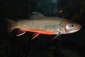 A brook trout swimming in a tank. 