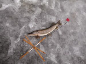 A northern pike lies beside an ice flag. 