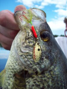 A close-up of a crappie with a lure in its mouth. 