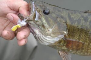 A close-up of a smallmouth bass with a foam fly in its mouth. 