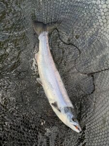 An atlantic salmon in a fly fishing net. 