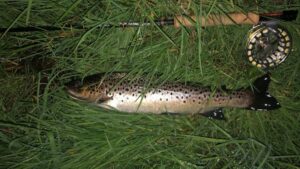  A large brown trout caught at nighttime. 