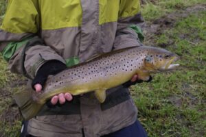 A stunning brown trout displayed by an angler. 