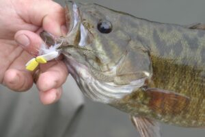 A close-up photo of a smallmouth bass. 