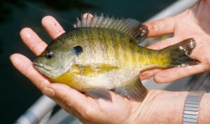 Bluegill held on a man's hands.