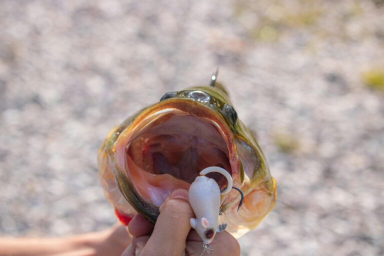 Top Bait Tables for Fishermen: Durable & Convenient