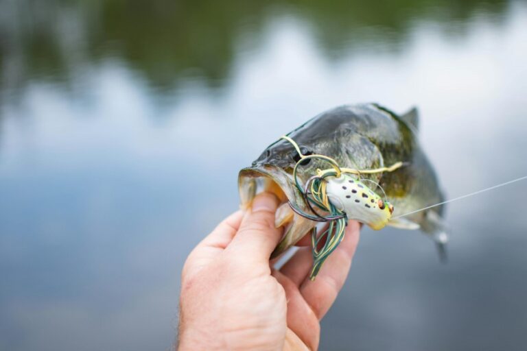 Best Fishing Grippers for Safe and Easy Handling