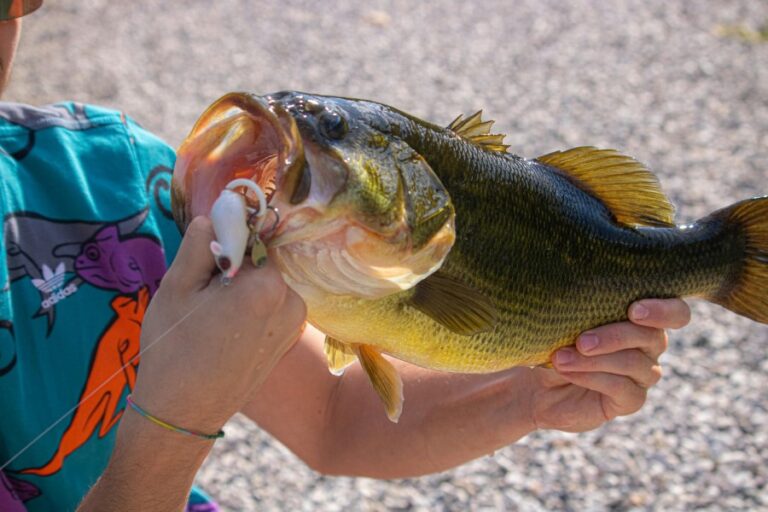 Top Fishing Rulers for Accurate Catch Measurements