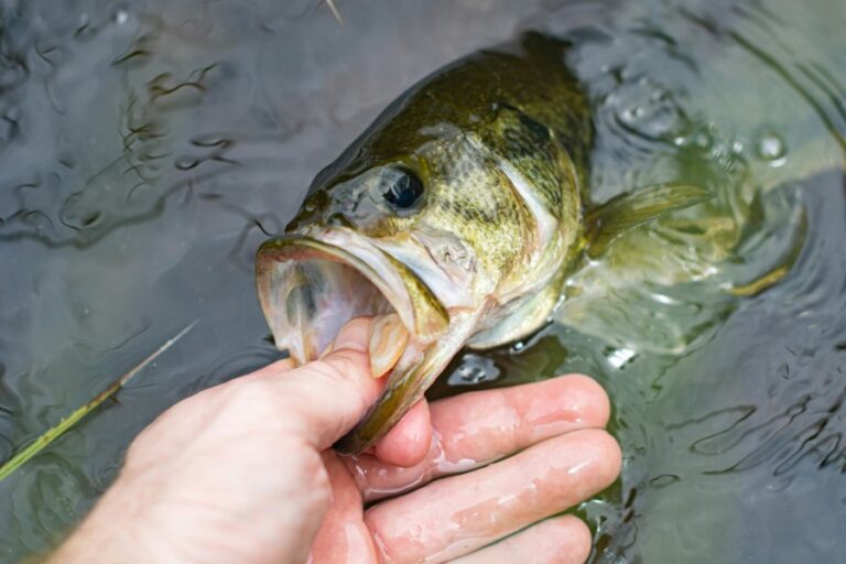 Top Fluorocarbon Leader Lines for Every Fishing Need
